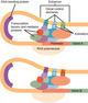 Eukaryotic Transcription Gene Regulation