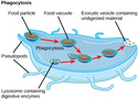 The Endomembrane System and Proteins