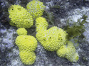 Phylum Porifera