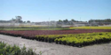 Irrigation Systems for Plant Production