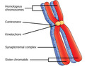The Process of Meiosis