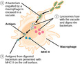 Adaptive Immune Response