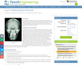 Skeletal System Overview