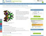 Restriction Enzymes and DNA Fingerprinting