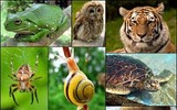 Biology, Biological Diversity, Introduction to Animal Diversity, Introduction