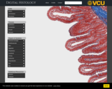 Digital Histology