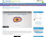 Bacteria Transformation