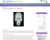 Skeletal System Overview