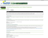 Visualizing Photosynthesis and Cellular Respiration