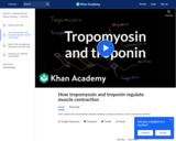 Biology: Tropomyosin and Troponin and Their Role in Regulating Muscle Contraction