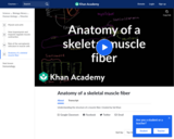 Biology: Anatomy of a Muscle Cell
