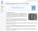 Blastocyst Embryonic Development - Anatomy & Physiology