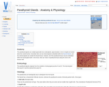Parathyroid Glands - Anatomy & Physiology
