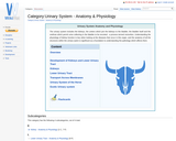 Urinary System - Anatomy & Physiology