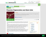 Planarian Regeneration and Stem Cells
