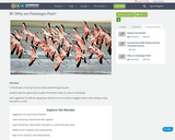 #1: Why are Flamingos Pink?