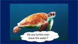 BrainVentures Sea Turtles