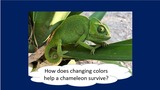 BrainVentures Chameleons