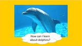 BrainVentures Dolphins
