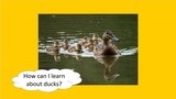 BrainVentures Ducks