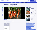 Carrots Valley's Gold