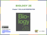Biology II Course Content, Cellular Respiration, Cellular Respiration Resources