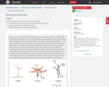 OpenStax Biology 2e, Animal Structure and Function, The Nervous System, Neurons and Glial Cells