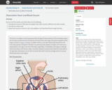 OpenStax Biology 2e, Animal Structure and Function, The Circulatory System, Mammalian Heart and Blood Vessels