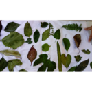 Counting with Leaves -- Out Teach