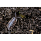 Interdependence  in Ecosystems - Out Teach