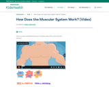 How Does the Muscular System Work? (Video) (for Kids)