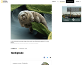 Tardigrade