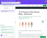 17.2 Tissues of the Human Body - Advanced