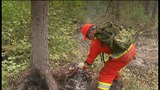 Climate change is warming Canada's boreal forest, bringing greater risk of fire and disease
