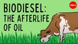 Biodiesel: The afterlife of oil