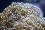 Coral Caper: An Interactive Story Map