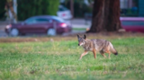 Is it humane to trap and relocate urban wildlife?