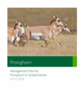 Management Plan for Pronghorn in Saskatchewan