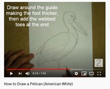 How to Draw a Pelican (American White)