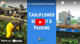How Cauliflower is Harvested & Packed in the Field