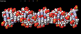 DNA: The Double Helix Simulation