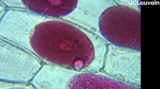 Cytologie - Cellules d'épiderme d'une feuille d'un bulbe d'oignon rouge (OER-UCLouvain)