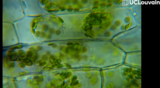 Cytologie - Cellules d'une feuille d'élodée (OER-UCLouvain)