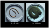 OER-UCLouvain: Vidéo et fiche pédagogique : expérience d'oxydoréduction - Quand le nitrate d'argent rencontre le cuivre (niveau macroscopique)
