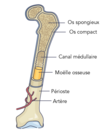 Les systèmes musculosquelettiques dans le règne animal (Parlons sciences)