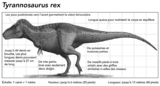 Les dinosaures, aussi grands que… – Activités d'apprentissage