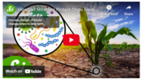 How Can Microbes Protect Crops From Drought?