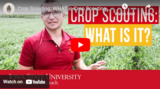 Crop Scouting: What is Crop Scouting and Why Should We Do It