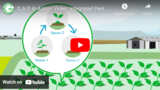 GAP in Action Video: Integrated Pest Management (IPM)