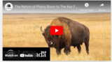 The Return of Plains Bison to The Key First Nation | Field Notes | Parks Canada